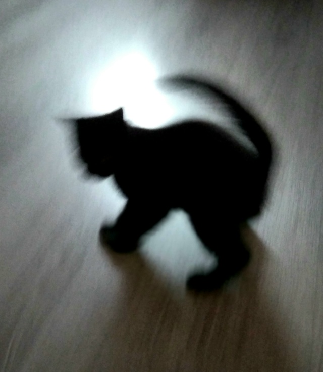 Кто хочет черного котика на счастье? Вот эта маленькая ...