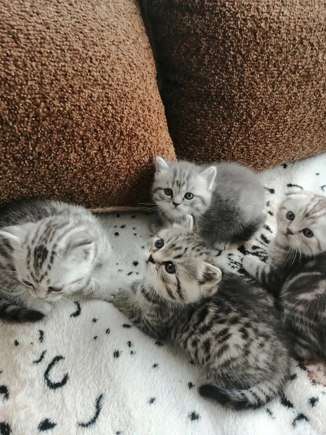Шотландские котята,тел89108472335