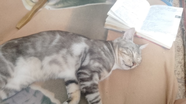Пропал кот, в районе 1 школы г. Дорогобуж откликается на...