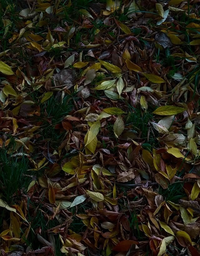 Немного осенних снимков в ленту🍂