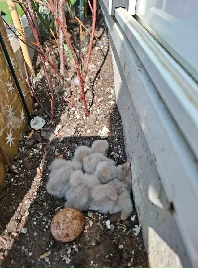 Целое семейство выросло