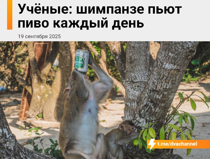 ❗️Шимпанзе пьют пиво каждый день, рассказали учёные
Американские специалисты выяснили, что в дикой