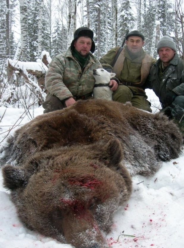 В Коми произошла трагедия — медведь напал на 55-летнего...