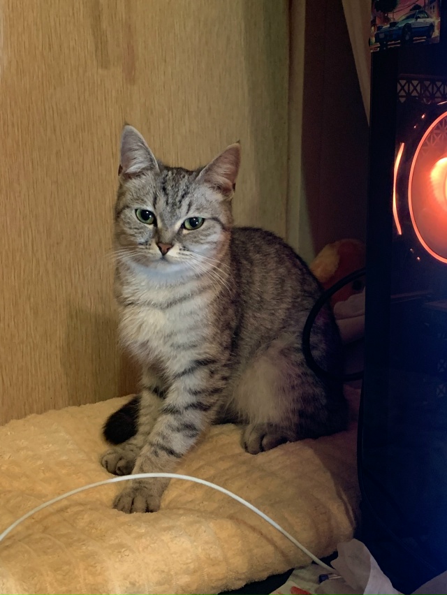 Чья потеряшка?
Але.поле