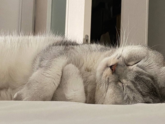 наш любимка Джейми 🫂❤️🥰