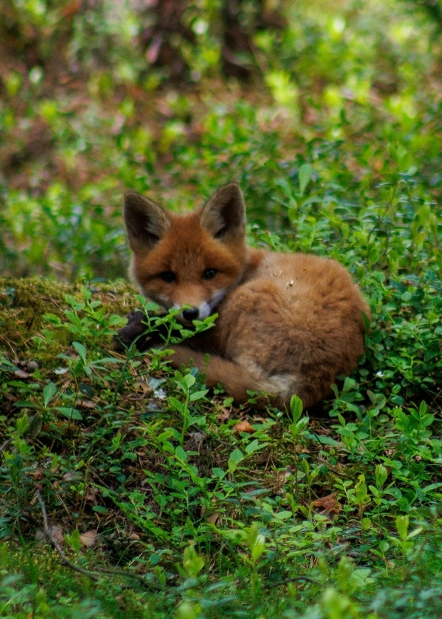 🦊 В Мурманске сняли спящего лисенка
Фотографу удало?...