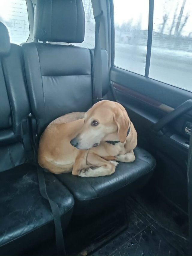 ПОИСК ХОЗЯЕВ
ЛО Волховский район , Новая Ладога
vk.com/id18...