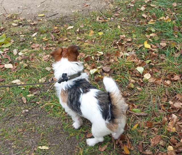 Пропала собака на лыжном стадионе в районе второго мос...