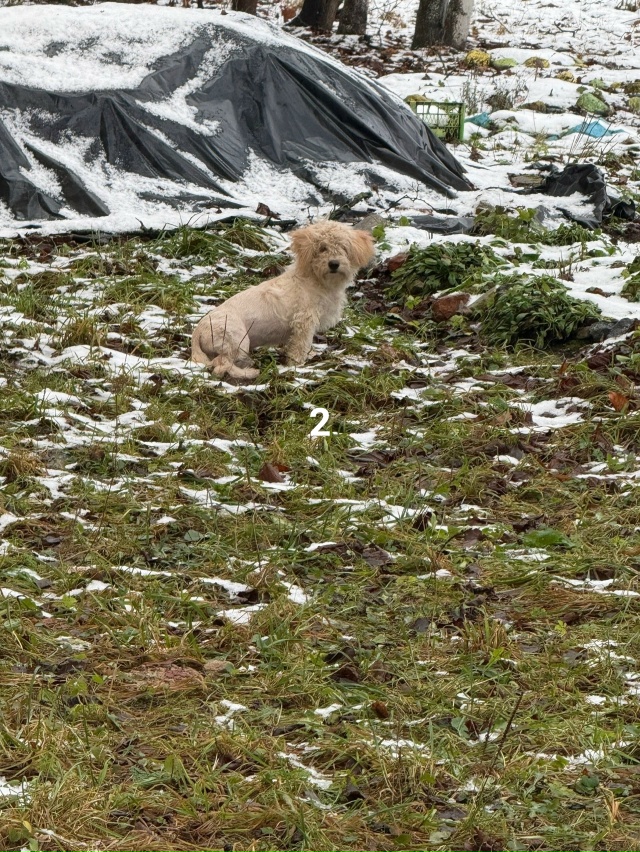 #ПотерялиНашлиПомогите
1 Добрый день, появилась кошеч...