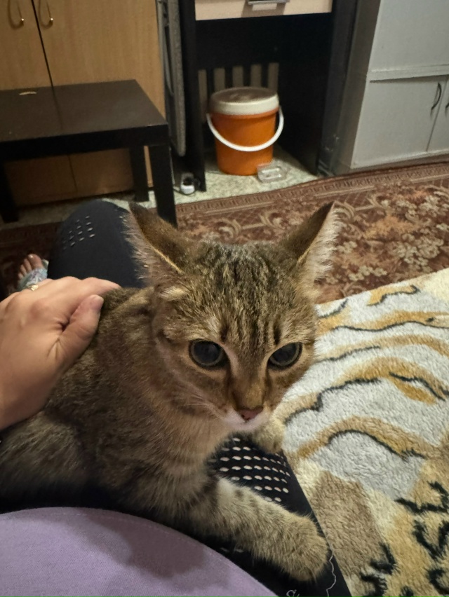 Здравствуйте! Сегодня днём (09.08) нашла котёнка-подростк...