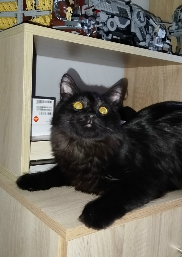 Пристраивается хороший и красивый котик, ему 7 месяцев....