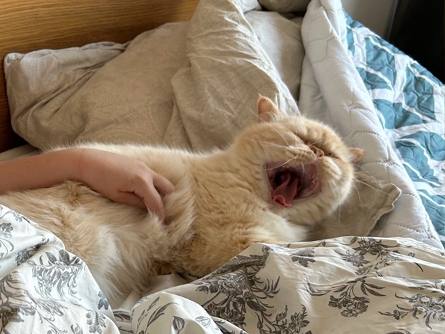 Сажик. Солнечный котик-экзотик. Постоянно на чиле. Если...