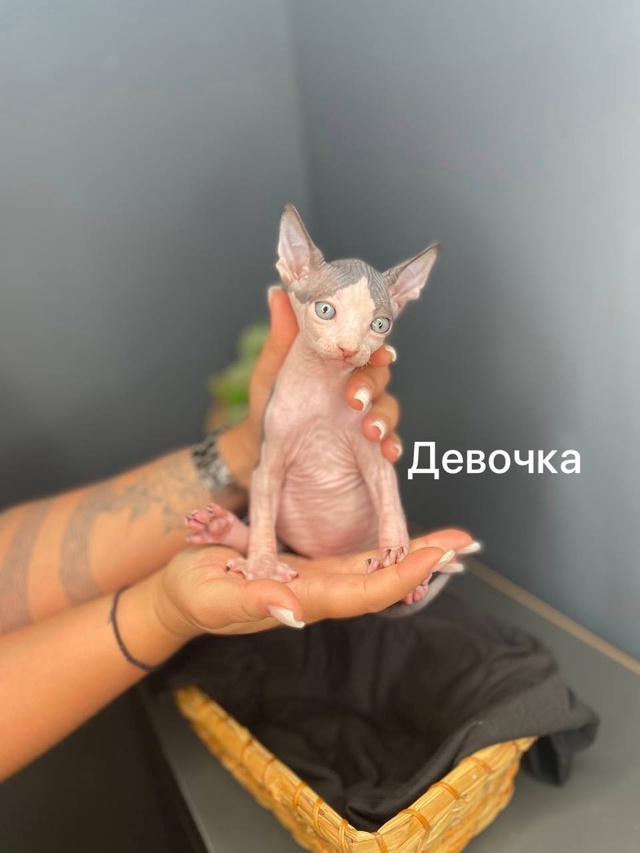 🩵😻🩷Продаю Милашeк-Очаровашек💗 Приoбрeтая ceбе сфин?...