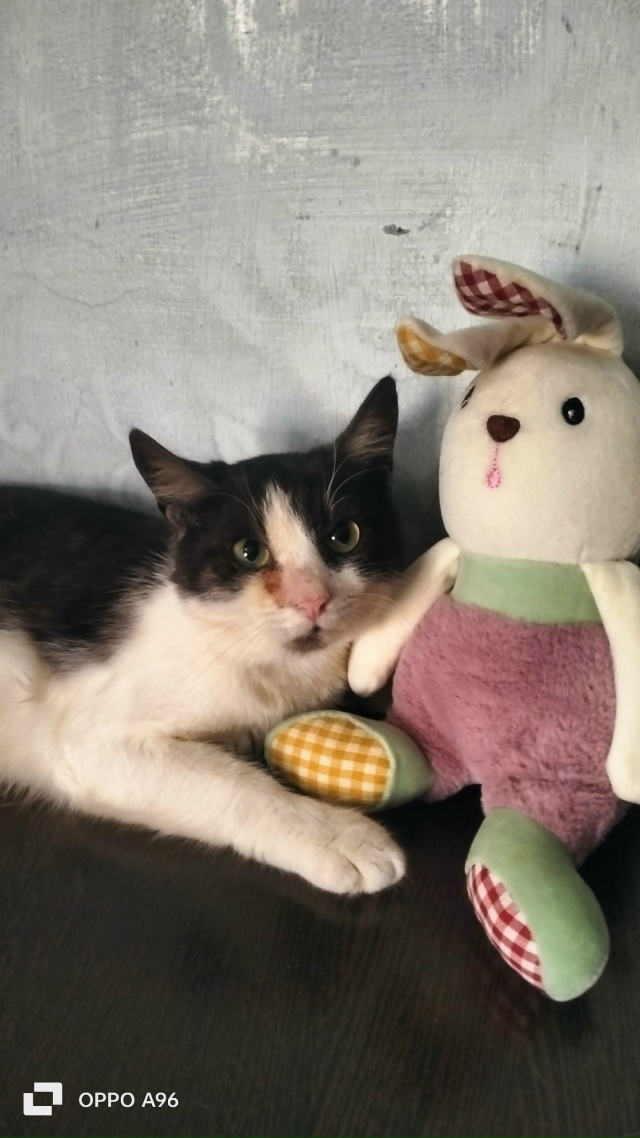 Пропал кот 9 октября, зовут Маркиз, кто увидет звоните п...