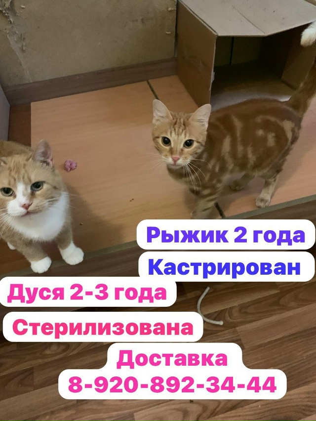 Киров . Калужской обл. Кошечка Дуся стерилизована . Рыж?...