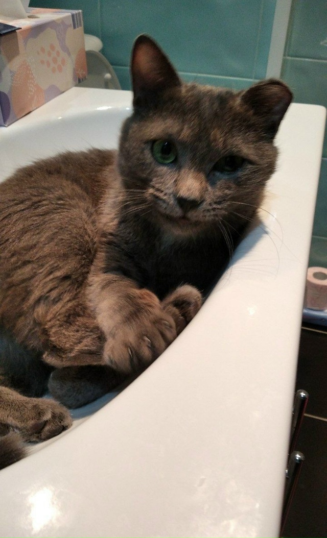 Потерялся кот зовут Китя, серый окрас с белым галстуко?...