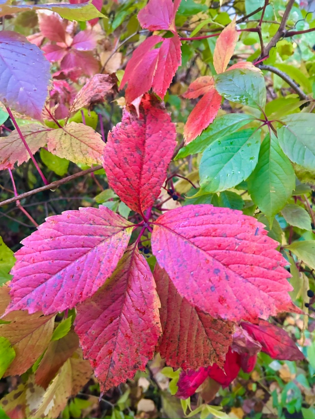 И еще немного поздней осени
