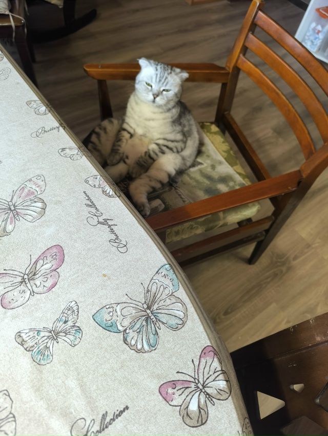 Обед можно подавать 😸