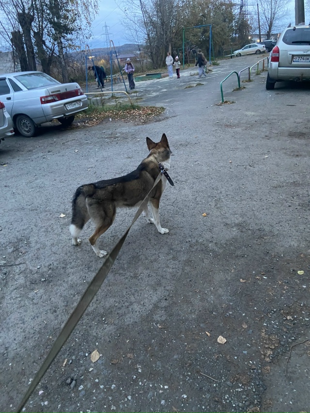 Чья, а вернее чей? Бегает на Скорынина 7. Нагло пристает ...