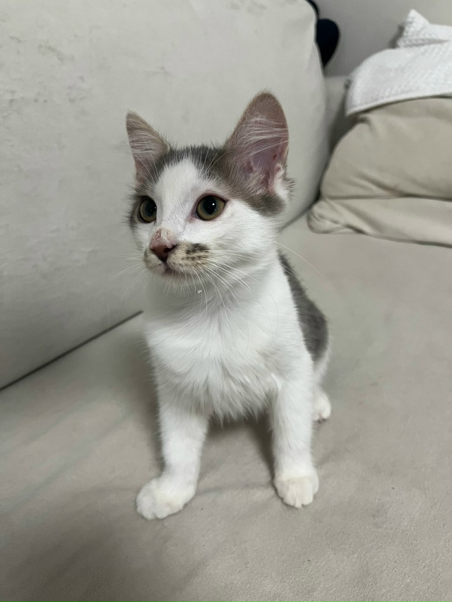 Отдам кошечку в хорошие руки, ест домашнюю еду, к лотку ...