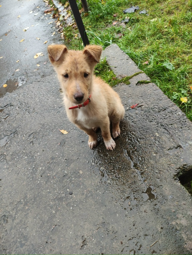 Чей потеряшка? У подъезда Щорса 13.