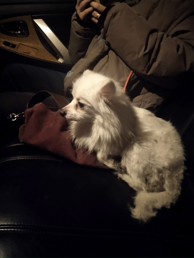 Добрый вечер,найдена собака шпиц в районе Ул.Осипенко,?...