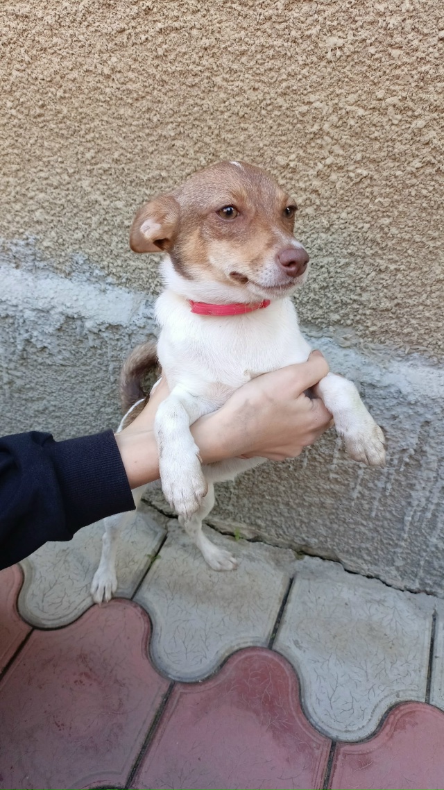 Нашлась потеряшка в районе СОШ 3. Чья? Хозяева отзовите?...