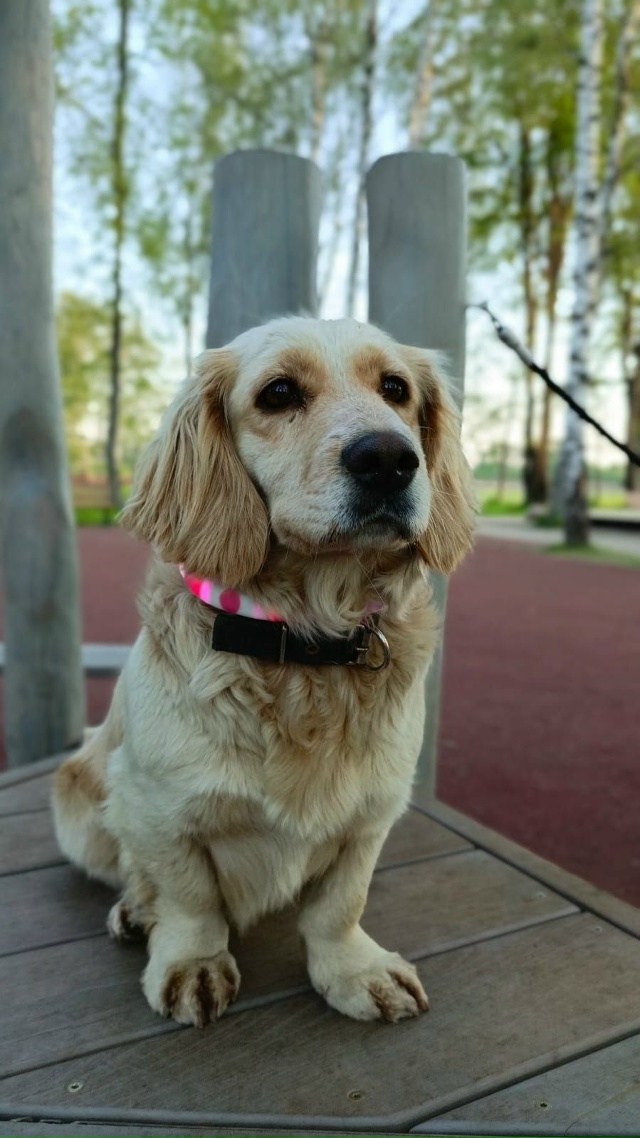 пропала собака
зовут Кнопа, очень добрая и умная, люби?...