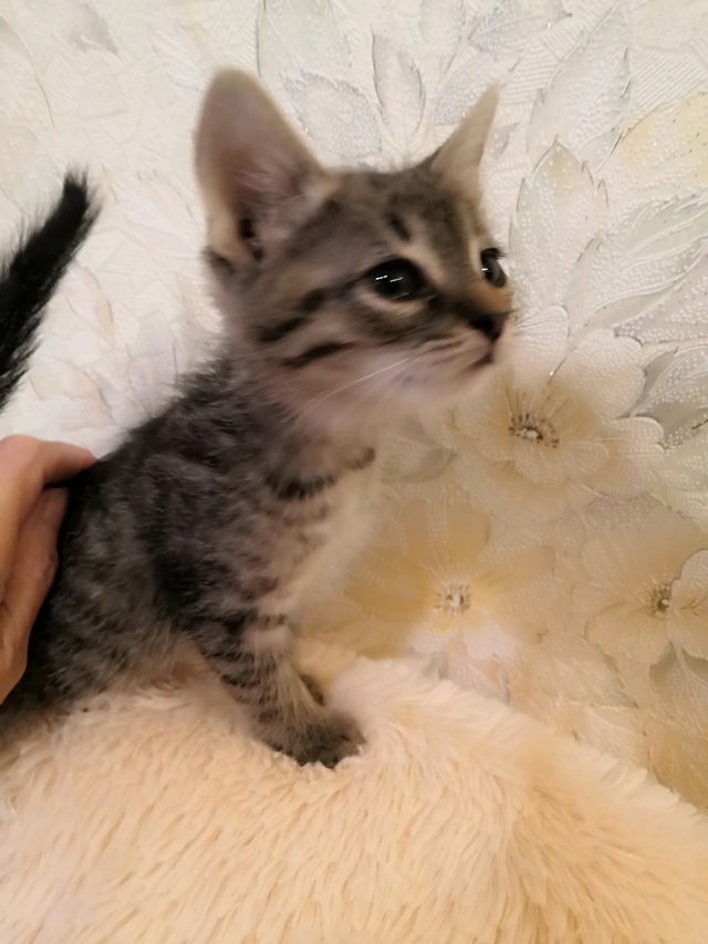 Отдам котят в добрые руки