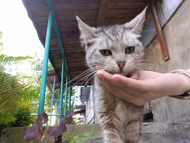 М. Горького 4, подбросили уже подросших котят (похоже э?...