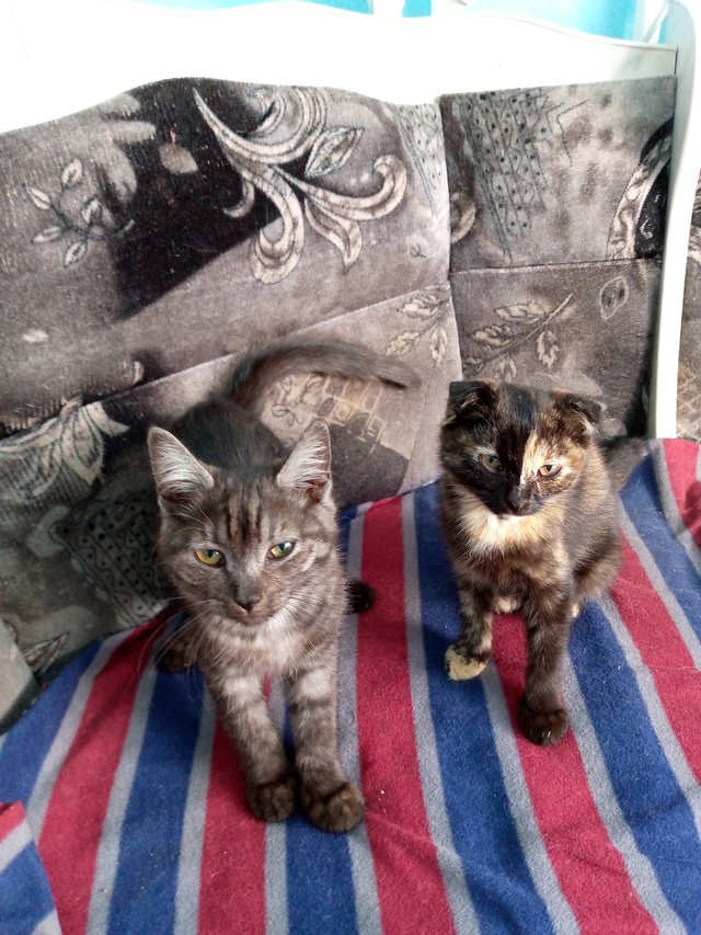 Отдам котят в добрые руки. Котята ручные, ласковые, куш?...