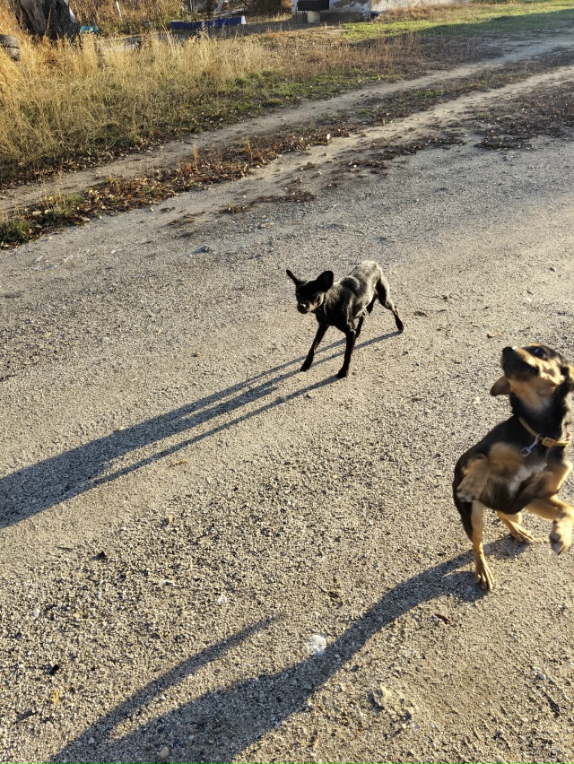 Чьи потеряшки у нас на Гагарина звони 89534530360 или кто то ...
