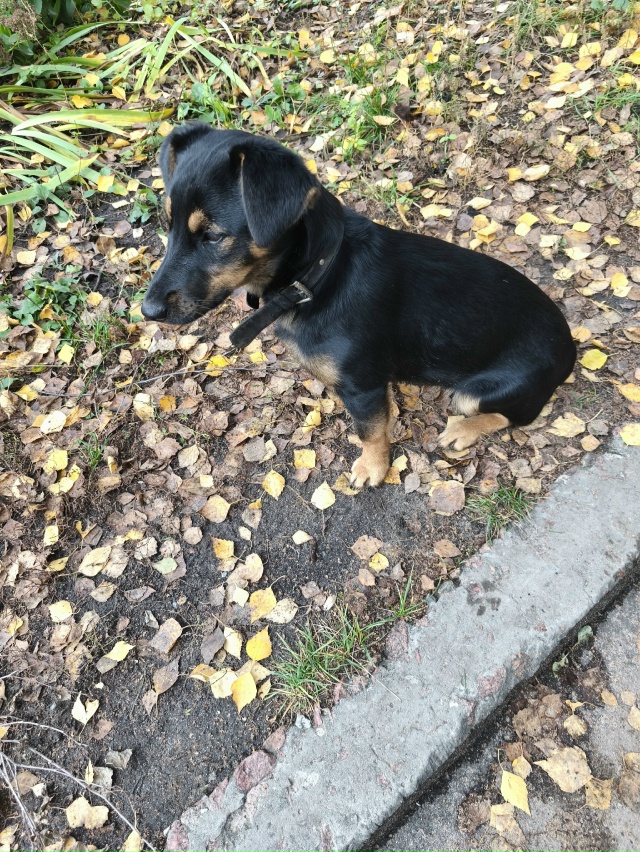 Может кто то потерял? Собачка маленькая, чистенькая, вр...