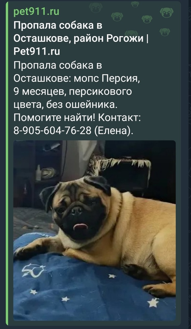 Помогите найти собачку