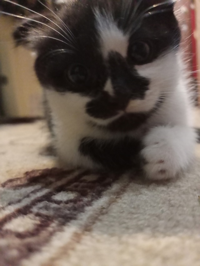 отдам котят, около 6 месяцев.один котенок вислоухий но ?...