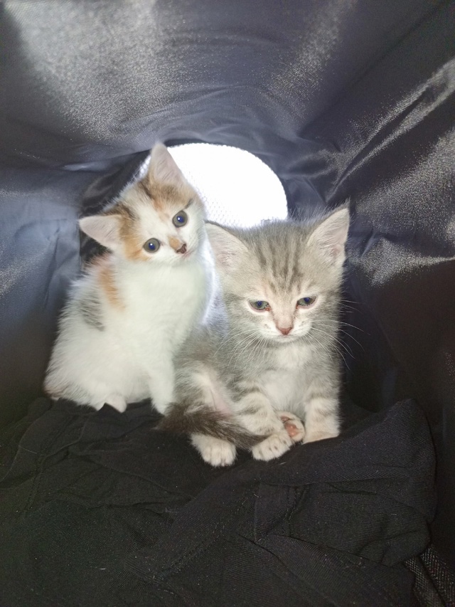 Отдам котят в добрые руки 🤗 т 89272865139