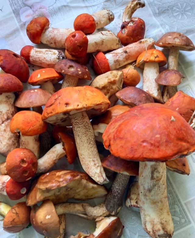 Красавчики грибочки.