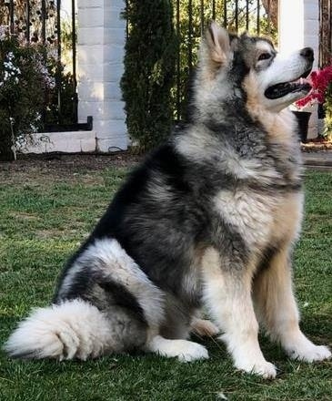 В Трехгорке в Подмосковье аляскинский маламут перевер...