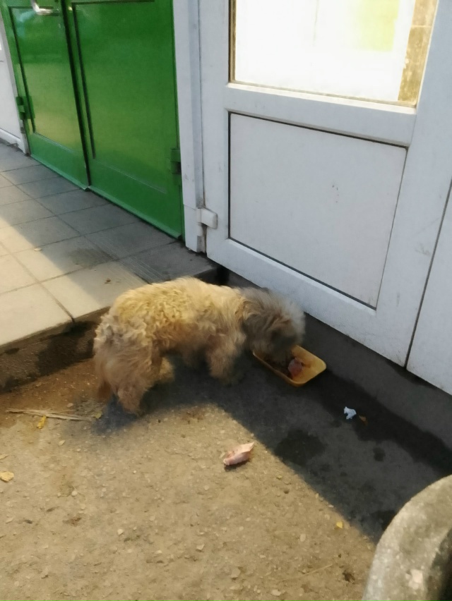 Админ, выложи пожалуйста.
Чей песель? Бегает по ул. Спар...