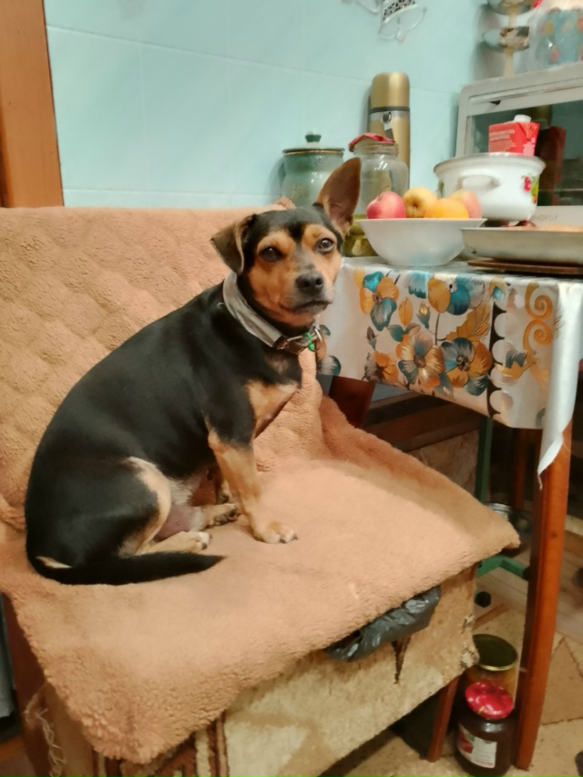 Пропала собака. Кличка Ричи собаке год
Кто видел сообщ...