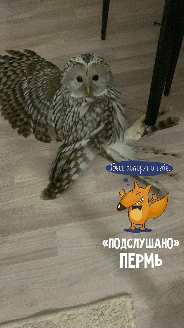 Подобрал на улице то ли филина то ли сову…,подбитую… н...