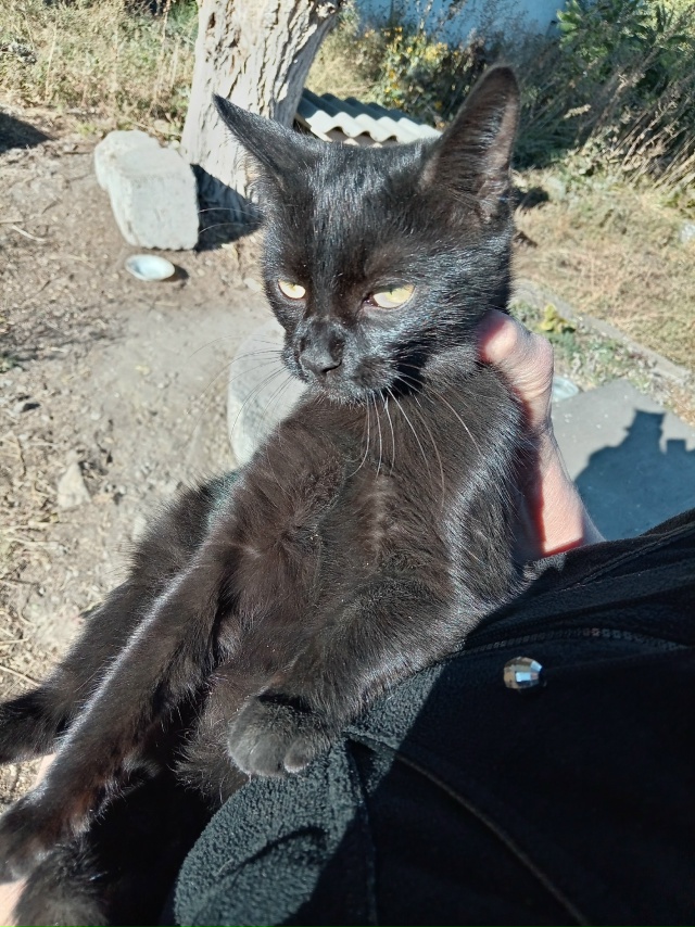 Красивый чёрный месячный котик, будет большим, мускули...