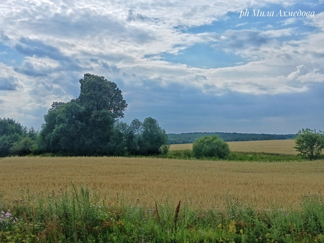 Бахиловские поля.🌻🌿Самарская лука.
г.о Жигулевск, С?...