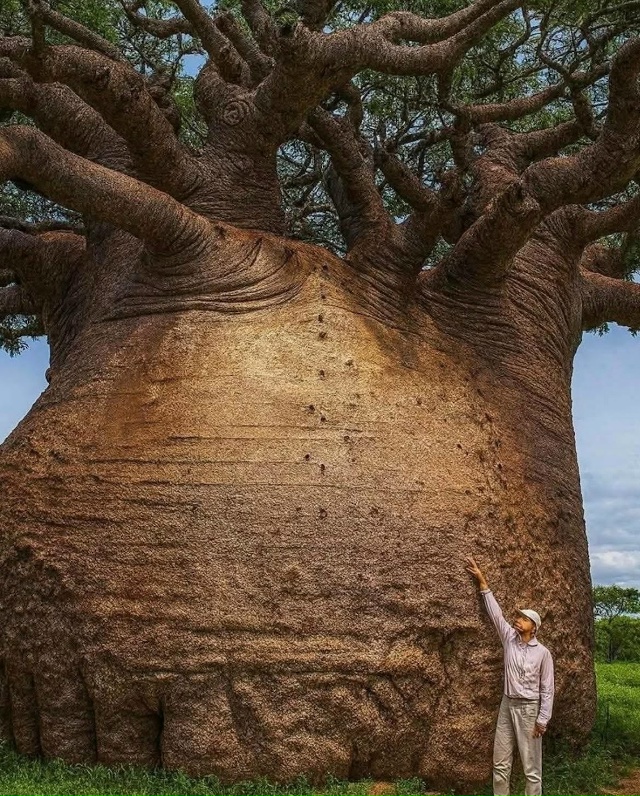 Перед вами одно из величайших чудес природы — величес?...
