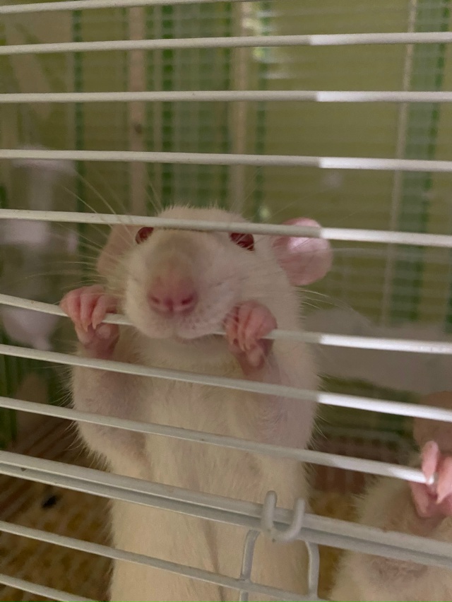 Отдам крысок, малышам около месяца, взрослым около пол?...