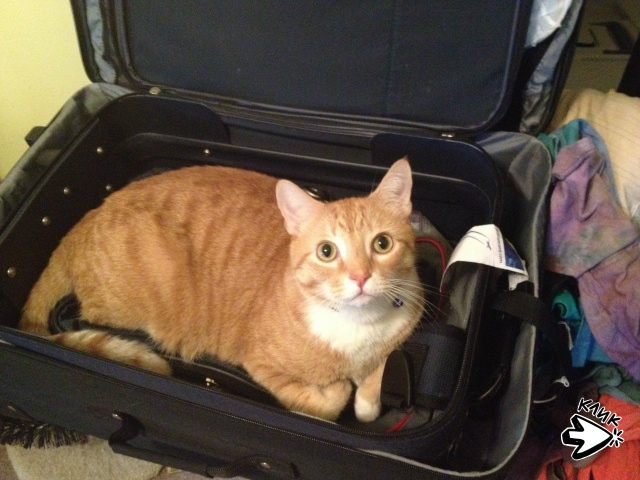 - Олег Палыч, извините, я не смогу поехать в командировк...