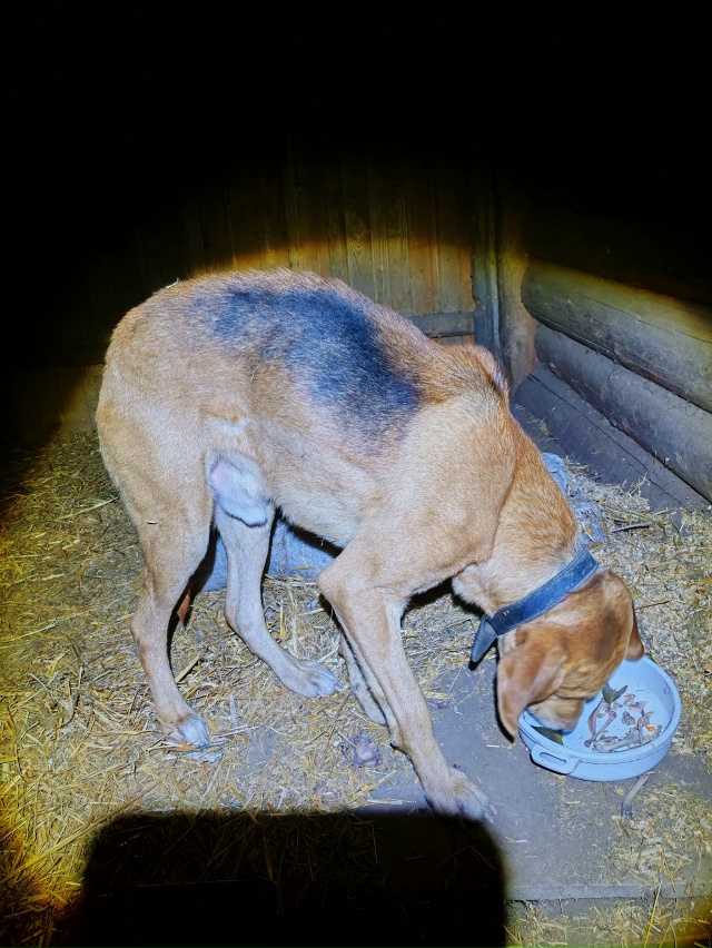 Кто потерял собаку, отзовитесь.