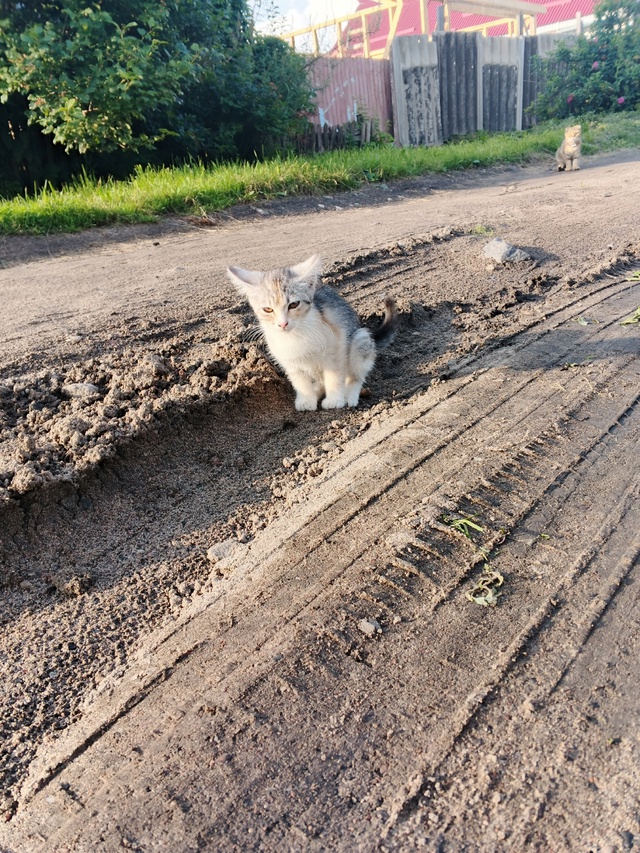 Кому нужен котенок, девочка, ласковая и послушная , нах?...