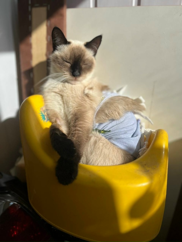 Наша принцесса на троне в балконном хламушнике (легла ?...