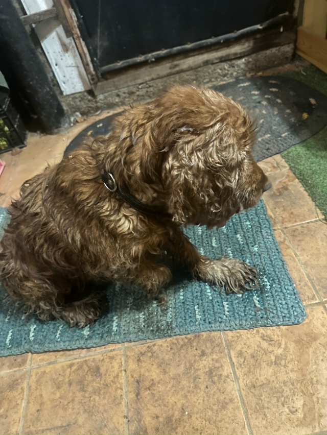 Нашли собаку на улице нога переедая правая поломана
Ч?...